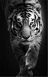 Black And White Animal Tiger Art Print Wall Painting Canvas Picture